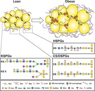 Proteoglycans in Obesity-Associated Metabolic Dysfunction and Meta-Inflammation